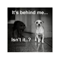 funny pets 1.jpg